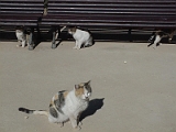 Alhambra Cats